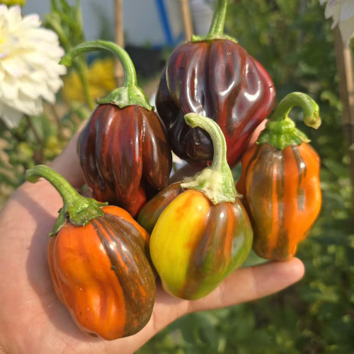 'Candy' Sweet Pepper Seeds - A Striking Ornamental and Edible Pepper