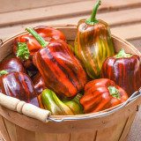 'Candy' Sweet Pepper Seeds - A Striking Ornamental and Edible Pepper