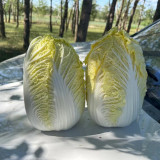 Huanai Baby Pak Choy Seeds - High Disease Resistance, Early Harvest, Bolt Tolerant For Spring Greenhouse