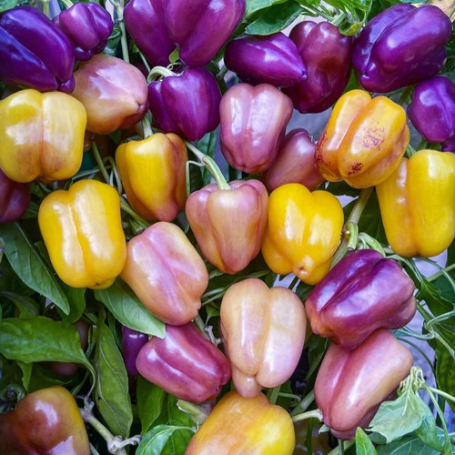 Violgo Sweet Pepper Seeds - Thick-Fleshed, Juicy, and Sweet Early-Maturing Variety