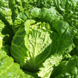 'Jiaoshu Autumn-King' Chinese Cabbage Seeds - High-Yield, Great Storability, Excellent Flavor & Disease Resistance