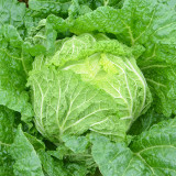 'Jiaoshu Autumn-King' Chinese Cabbage Seeds - High-Yield, Great Storability, Excellent Flavor & Disease Resistance