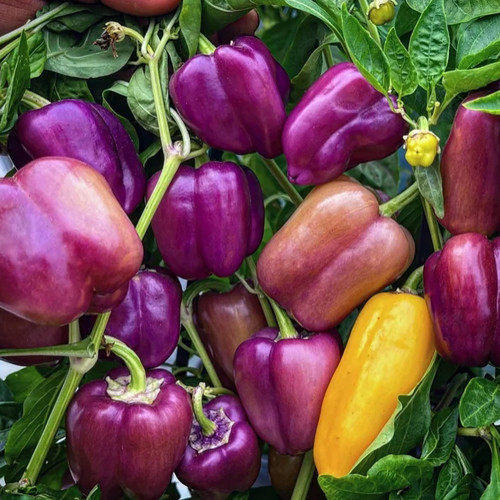 Violgo Sweet Pepper Seeds - Thick-Fleshed, Juicy, and Sweet Early-Maturing Variety