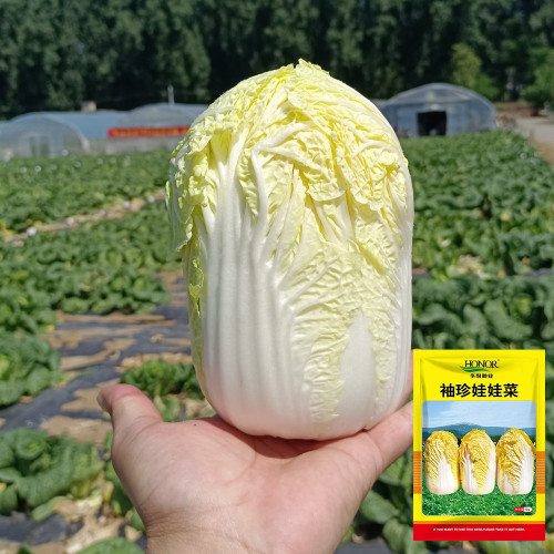 Huanai Baby Pak Choy Seeds - High Disease Resistance, Early Harvest, Bolt Tolerant For Spring Greenhouse