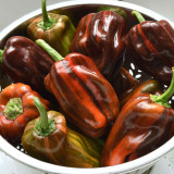 'Candy' Sweet Pepper Seeds - A Striking Ornamental and Edible Pepper