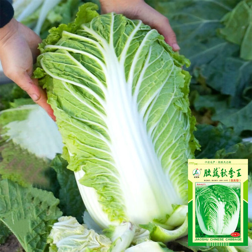 'Jiaoshu Autumn-King' Chinese Cabbage Seeds - High-Yield, Great Storability, Excellent Flavor & Disease Resistance