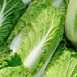 'Jiaoshu Autumn-King' Chinese Cabbage Seeds - High-Yield, Great Storability, Excellent Flavor & Disease Resistance