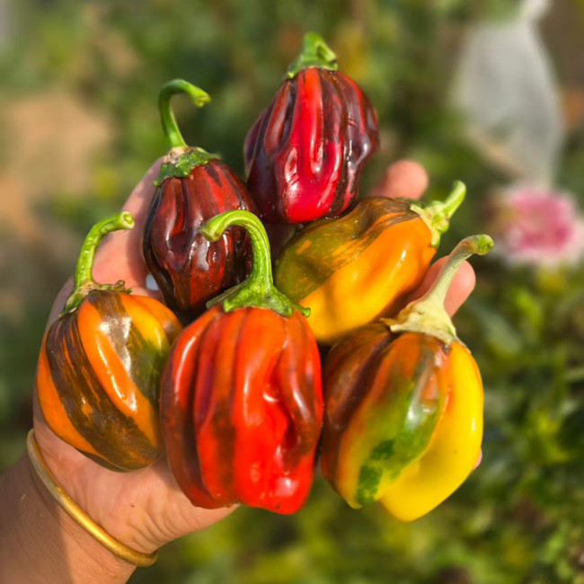 'Candy' Sweet Pepper Seeds - A Striking Ornamental and Edible Pepper