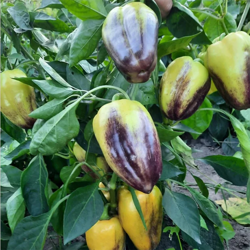 'T3' Sweet Pepper Seeds - Compact Plant for Pots and Gardens