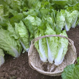 'Fushi' Fast-Growing Chinese Cabbage Seeds - F1 Hybrid, Heat Tolerant, For Winter Greenhouse & Multi-Season
