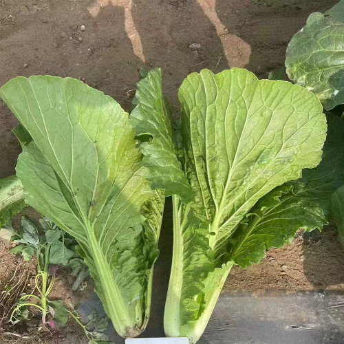 'Shenglv No.3 ' Fast-Growing Bok Choy Seeds - Hybrid, 25-Day Harvest, Upright Compact Plant, Crisp Tender Leaves