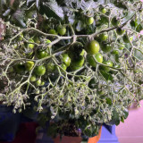'Mini Shadow Stripe' Tomato Seeds - Edible Bicolor Fruit, Best Tasting Dwarf Plant, Easy Grow