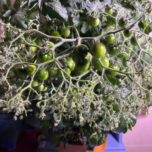 'Mini Shadow Stripe' Tomato Seeds - Edible Bicolor Fruit, Best Tasting Dwarf Plant, Easy Grow