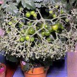 'Mini Shadow Stripe' Tomato Seeds - Edible Bicolor Fruit, Best Tasting Dwarf Plant, Easy Grow
