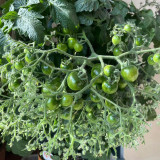 'Mini Shadow Stripe' Tomato Seeds - Edible Bicolor Fruit, Best Tasting Dwarf Plant, Easy Grow