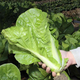 'Fushi' Fast-Growing Chinese Cabbage Seeds - F1 Hybrid, Heat Tolerant, For Winter Greenhouse & Multi-Season
