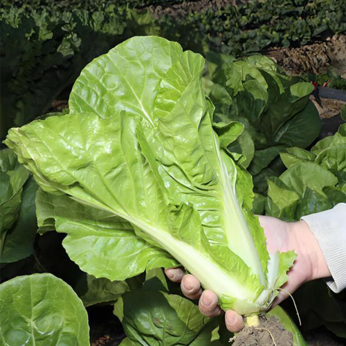 'Fushi' Fast-Growing Chinese Cabbage Seeds - F1 Hybrid, Heat Tolerant, For Winter Greenhouse & Multi-Season