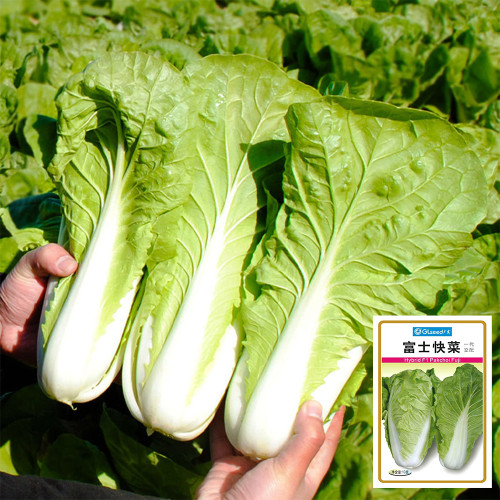 'Fushi' Fast-Growing Chinese Cabbage Seeds - F1 Hybrid, Heat Tolerant, For Winter Greenhouse & Multi-Season