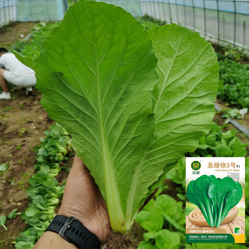 'Shenglv No.3 ' Fast-Growing Bok Choy Seeds - Hybrid, 25-Day Harvest, Upright Compact Plant, Crisp Tender Leaves