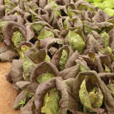 Purple-leaf Quick-growing Bok Choy Seeds - Heat & Disease Resistant, Crisp Texture, Rich in Anthocyanins