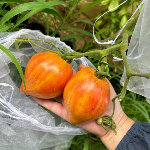 'Eden's Garden No. 6' Tomato Seeds - Produces Heart-Shaped, Orange & Red Striped Fruit