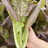 Purple-leaf Quick-growing Bok Choy Seeds - Heat & Disease Resistant, Crisp Texture, Rich in Anthocyanins
