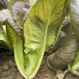 Purple-leaf Quick-growing Bok Choy Seeds - Heat & Disease Resistant, Crisp Texture, Rich in Anthocyanins