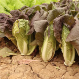 Purple-leaf Quick-growing Bok Choy Seeds - Heat & Disease Resistant, Crisp Texture, Rich in Anthocyanins