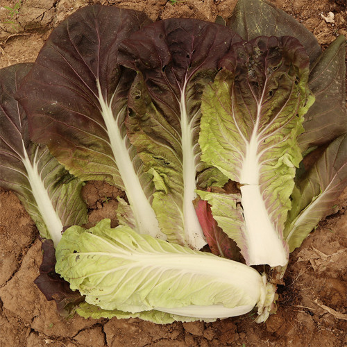 Purple-leaf Quick-growing Bok Choy Seeds - Heat & Disease Resistant, Crisp Texture, Rich in Anthocyanins