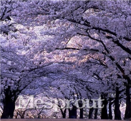 Empress Tree Seeds Romantic Flower Great Fast Growing Tree Home & Garden
