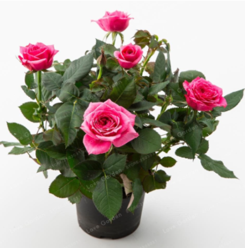 Mini Rose Seed Miniature Rose Bright and Beautiful Potted Flowers