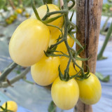 'White Princess F1' Tomato Seeds - Consistent Flavor, Effortless to Cultivate