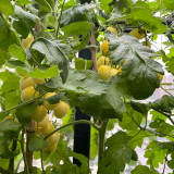'White Princess F1' Tomato Seeds - Consistent Flavor, Effortless to Cultivate