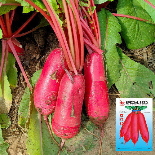 'Jinghong 30' Radish Seeds - F1 Hybrid, Long Cylindrical Root, CrispFlesh, Fast Growing, High Yielding, Disease Resistant