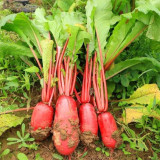 'Guanhong No.3' Radish Seeds - Early-Maturing, Short Cylindrical, Red Skin, White Flesh, Widely Adaptable