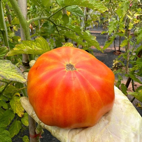 'Fairytale' Tomato Seeds - Juicy and Sweet, Perfect for Fresh Snacking