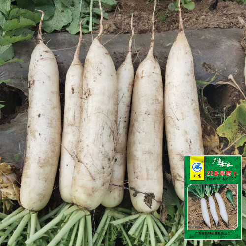 'Guangliang No.22' Radish Seeds - Cylindrical, White, Early-Maturing, Heat-Tolerant Variety