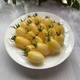 'White Princess F1' Tomato Seeds - Consistent Flavor, Effortless to Cultivate