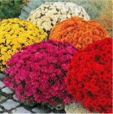 Ground-Cover Chrysanthemum Garden Seeds (Color: Mix)