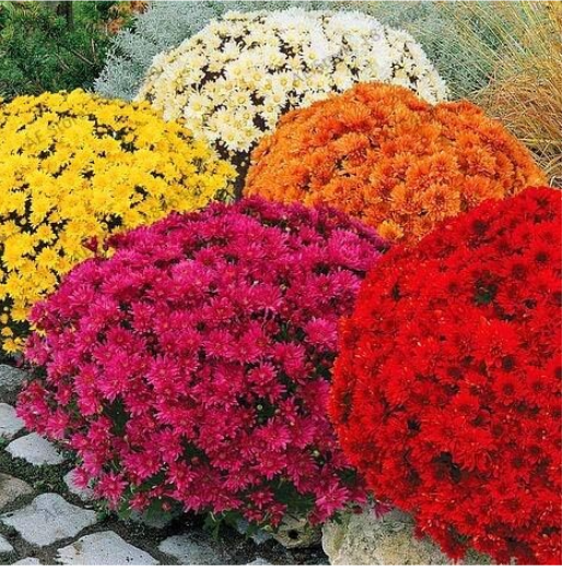 Ground-Cover Chrysanthemum Garden Seeds (Color: Mix)