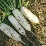 'Guangliang No.22' Radish Seeds - Cylindrical, White, Early-Maturing, Heat-Tolerant Variety