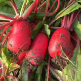 'Guanhong No.3' Radish Seeds - Early-Maturing, Short Cylindrical, Red Skin, White Flesh, Widely Adaptable