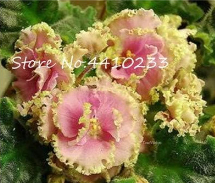 Mini Seed Violet Rare African Flower for Garden for Viewing Evening-Scented Stock Violet (Color: n)