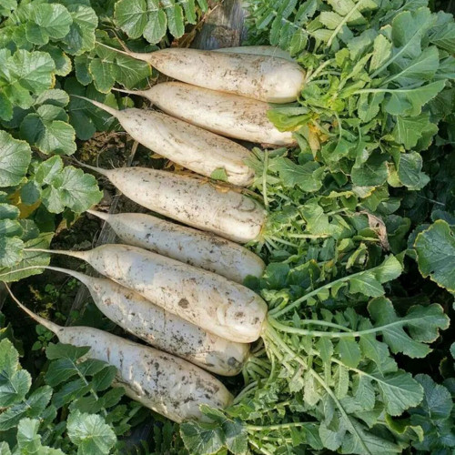 'Guangliang No.22' Radish Seeds - Cylindrical, White, Early-Maturing, Heat-Tolerant Variety
