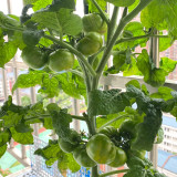 'Eden Micro Tiny No.4' Tomato Seeds - For Patio, Balcony, and Container Gardening