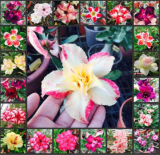 Genuine Fresh Real Adenium Obesum Seeds Desert Rose Flower Plant Sementes - (Color: Mix)