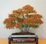 Rare Canada Colorful Maple Tree Seeds Bonsai Mini Bonsai Home Garden
