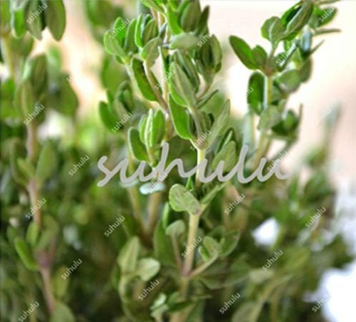 Green Lemon Thyme Grass Seeds Thymus Citriodorus Creeping Culin - (Color: 200-Mix)