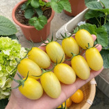 'White Princess F1' Tomato Seeds - Consistent Flavor, Effortless to Cultivate
