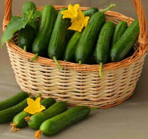 Cucumber Seeds Orzel Extremely Early, Polish Variety, for Open Soil Growing Plant Vegetables